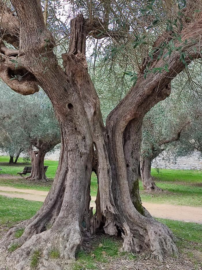 Castiglione-del-Lago